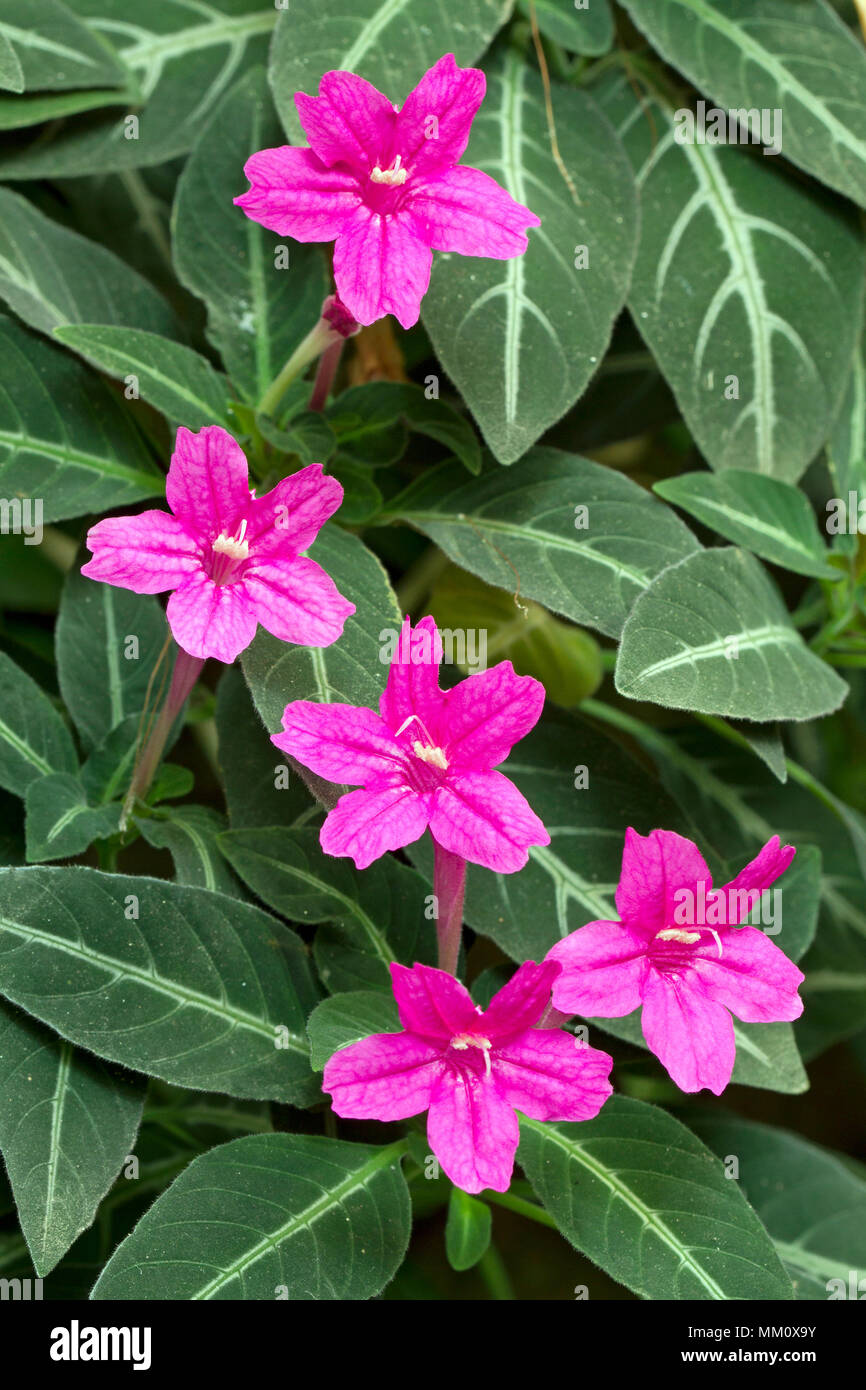 tea bush plant Florida Native Tea Bush Plants For Sale main image 0