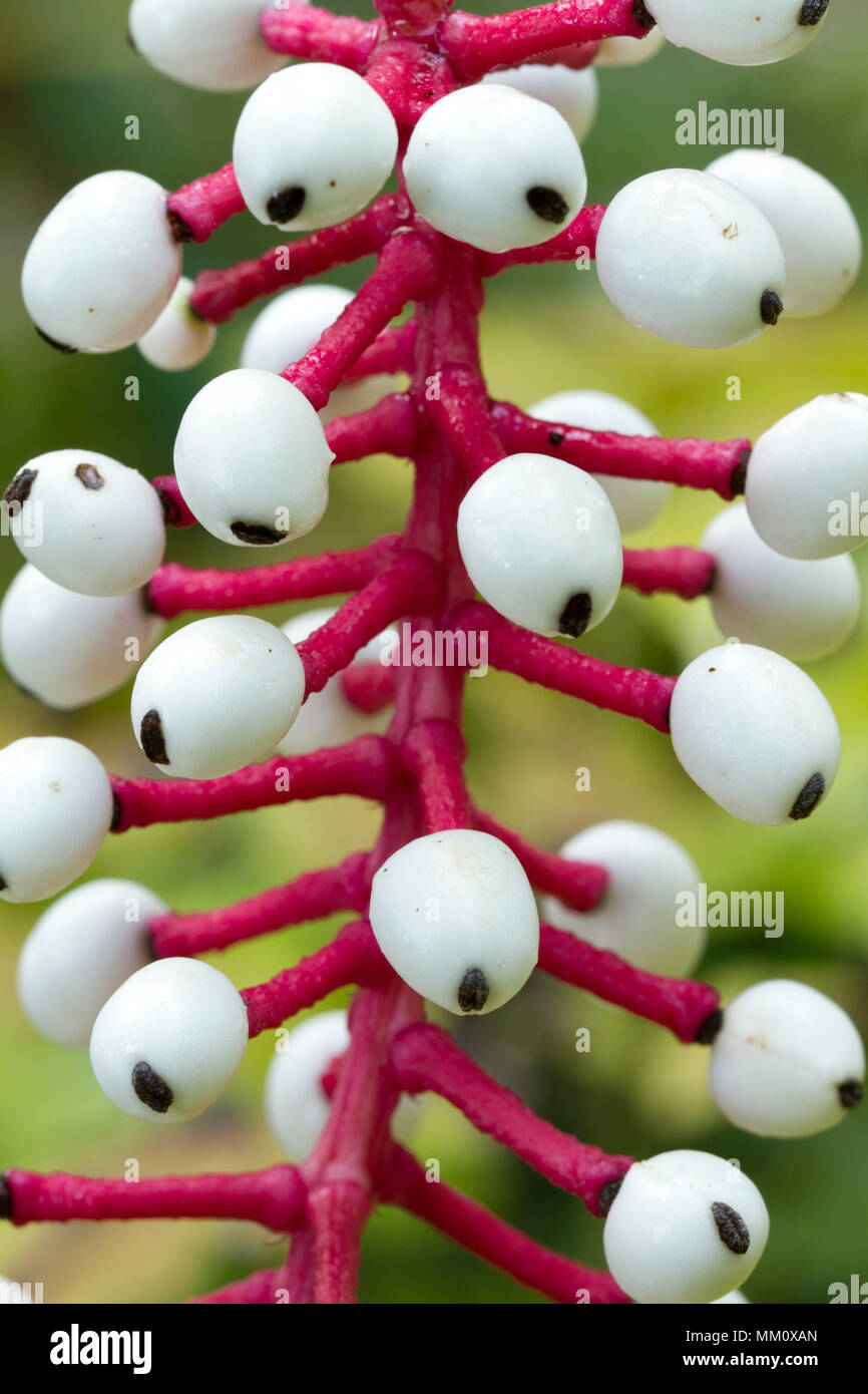 Doll's eye (Actaea pachypoda Stock Photo Alamy
