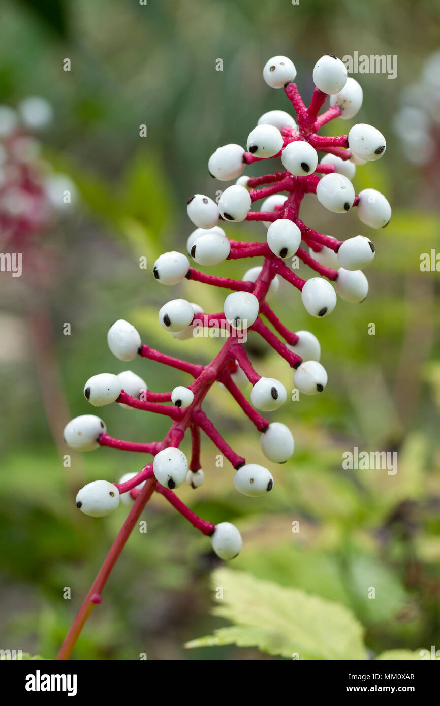 Doll's eye (Actaea pachypoda Stock Photo Alamy