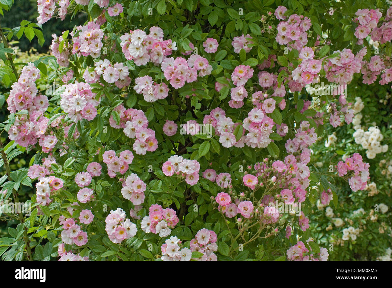 Climbing rose 'Blush Rambler' Stock Photo Alamy