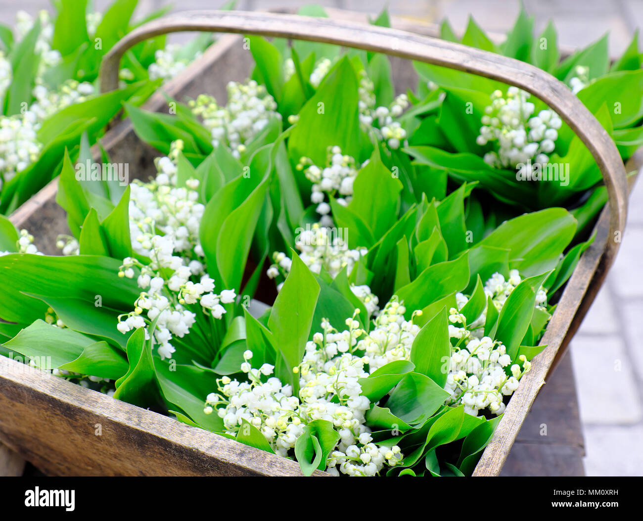 Lily of the Valley (Convallaria majalis) in a basket in spring, France Stock Photo Alamy