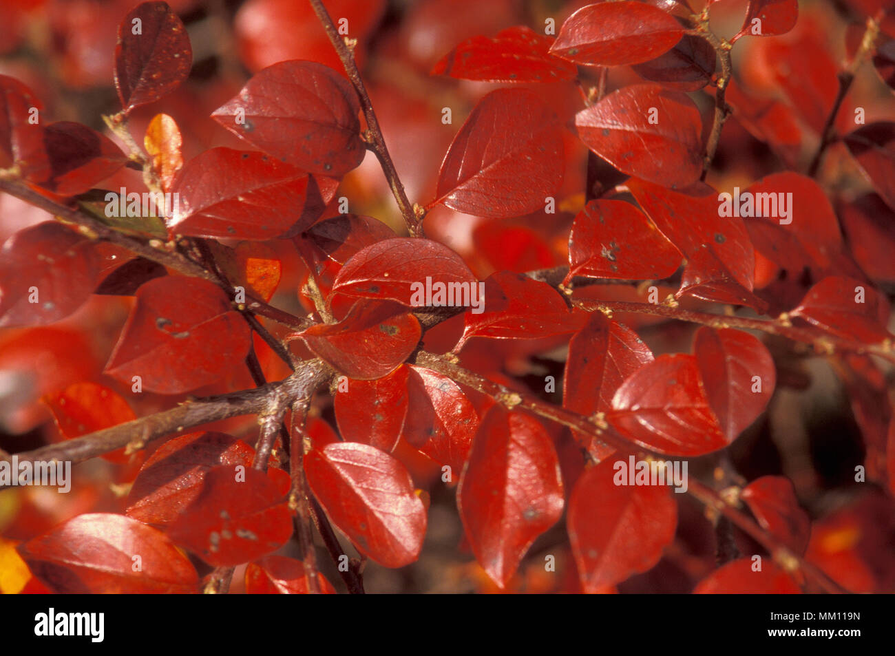 COTONEASTER OBSCURUS, A DECIDUOUS SHRUB WHICH GROWS TO 10 FEET HIGH. Stock Photo