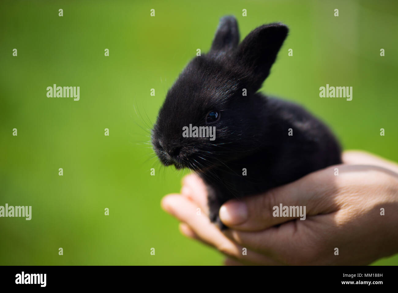 Cute black white rabbit sitting hi-res stock photography and images - Alamy