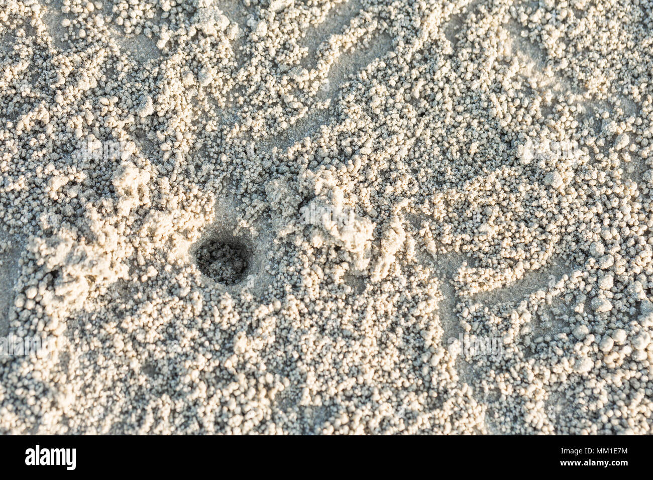 Crab hole with many ball on beach, Crab holes on the sand in Thailand Stock Photo