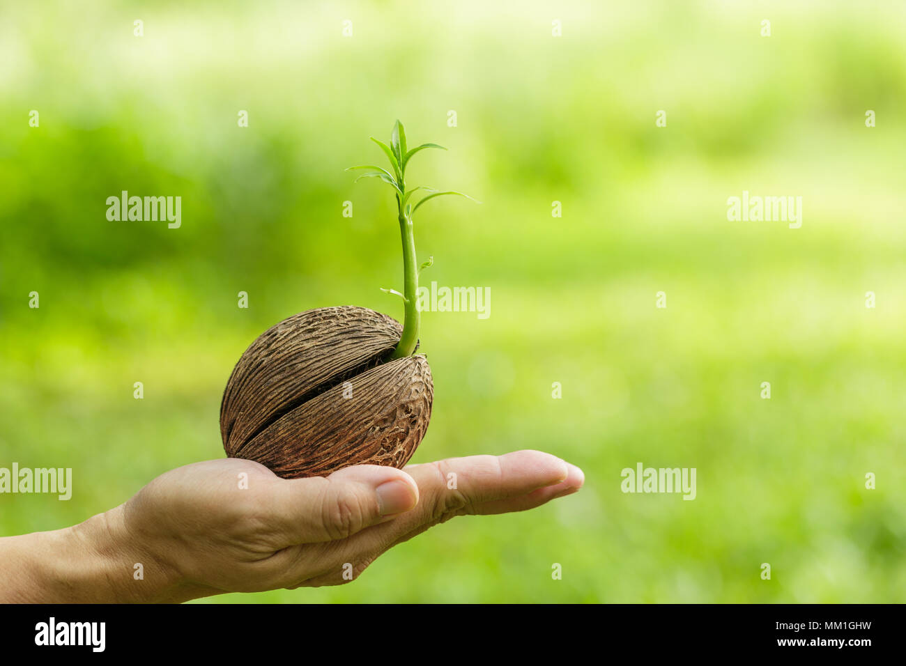 growing tree in hand on green background Stock Photo - Alamy