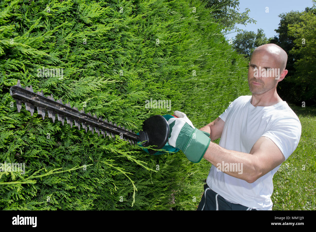 cutting a hedge Stock Photo Alamy