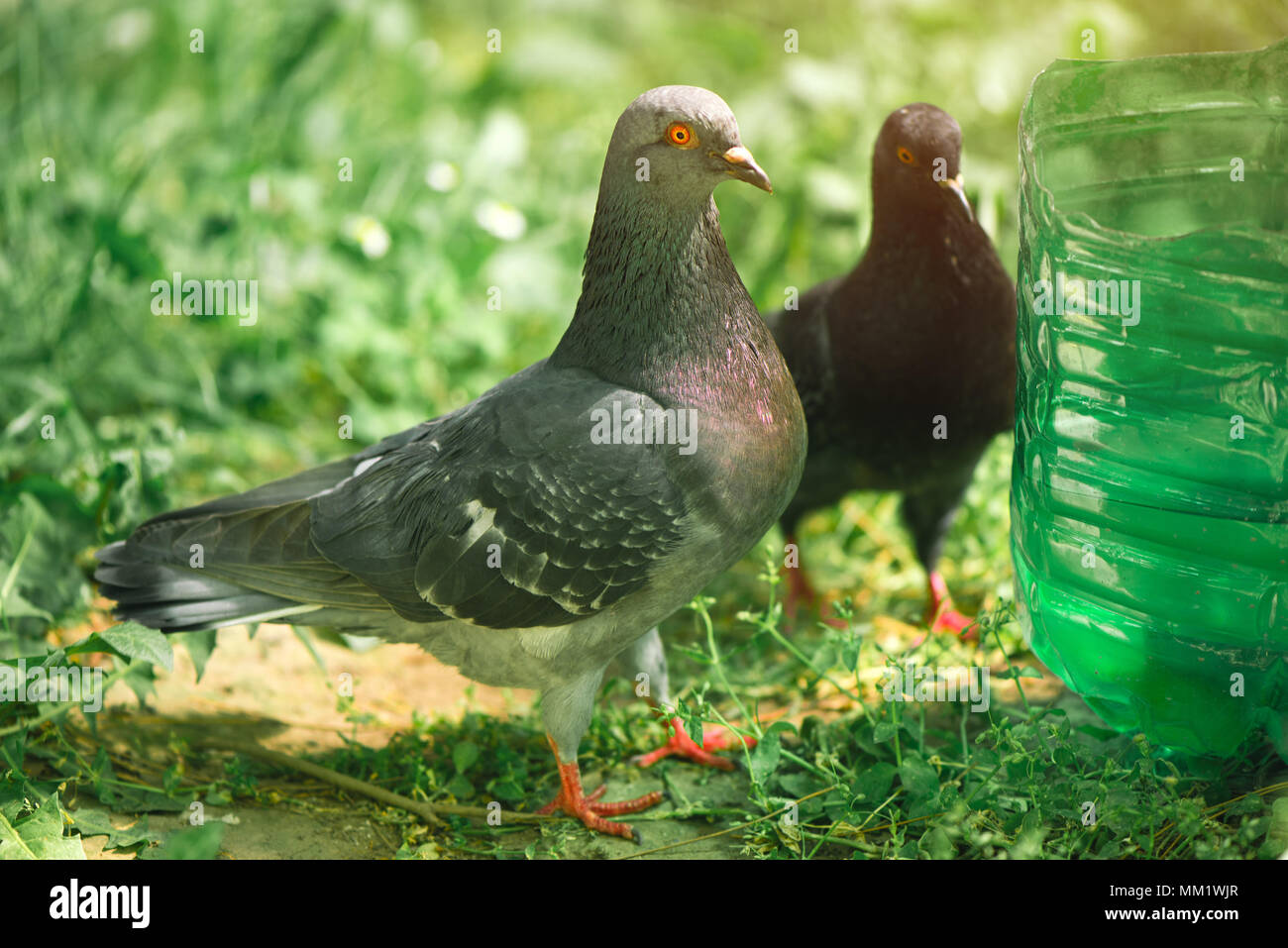 Pair of pigeons standing on the ground Stock Photo