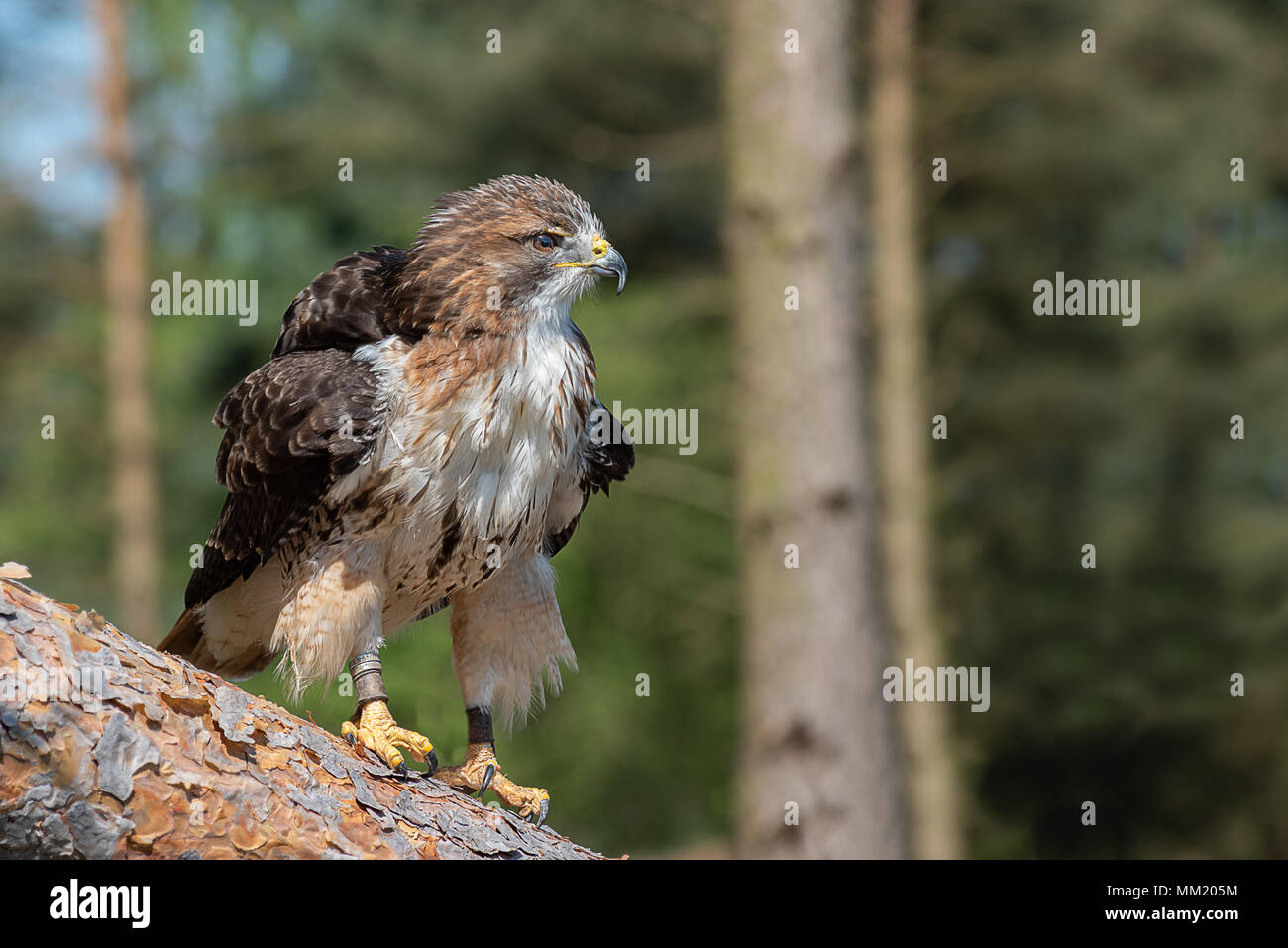 A Red Tailed Hawk Ruffling Its Feather While Looking Alertly To The Right Whilst Perched On A Fallen Down Tree Trunk Stock Photo Alamy