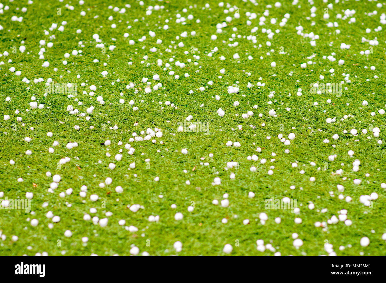 Hail rocks on the (synthetic) lawn. Photographed in Tel Aviv, Israel in May Stock Photo