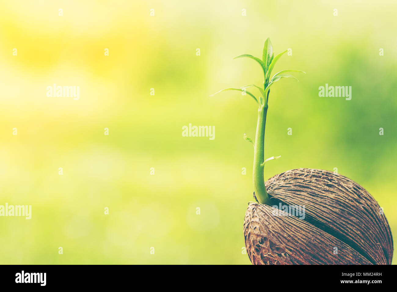 Growing tree hi-res stock photography and images - Alamy