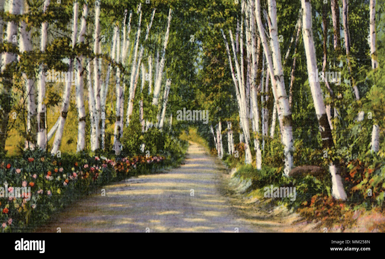 View of Wooded Road. Wilton. 1950 Stock Photo