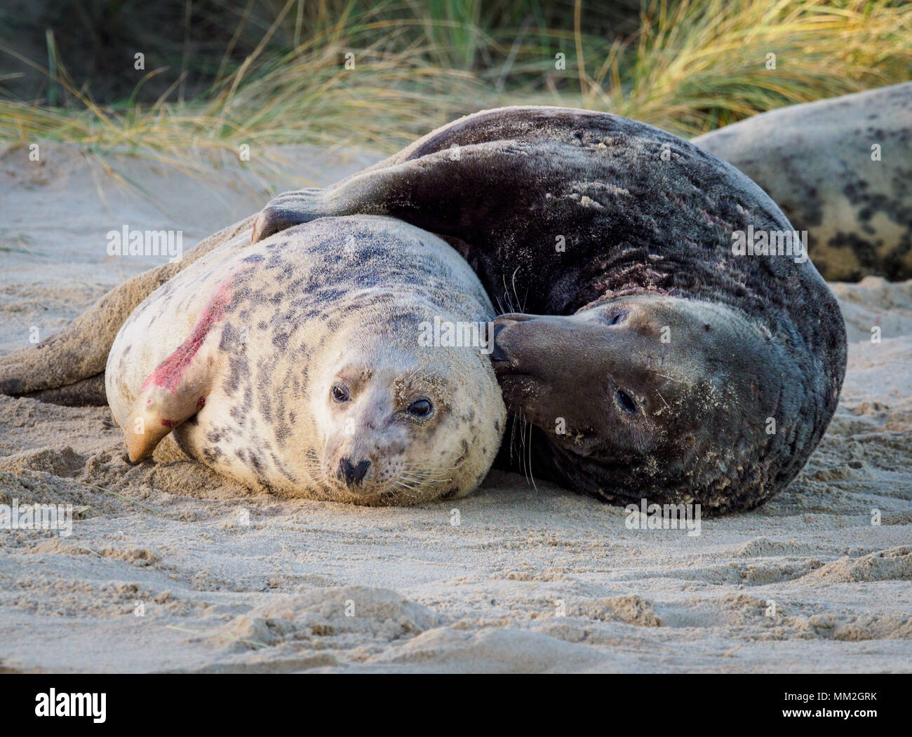 Grey Seals Winterton Beach Norfolk Stock Photo Alamy