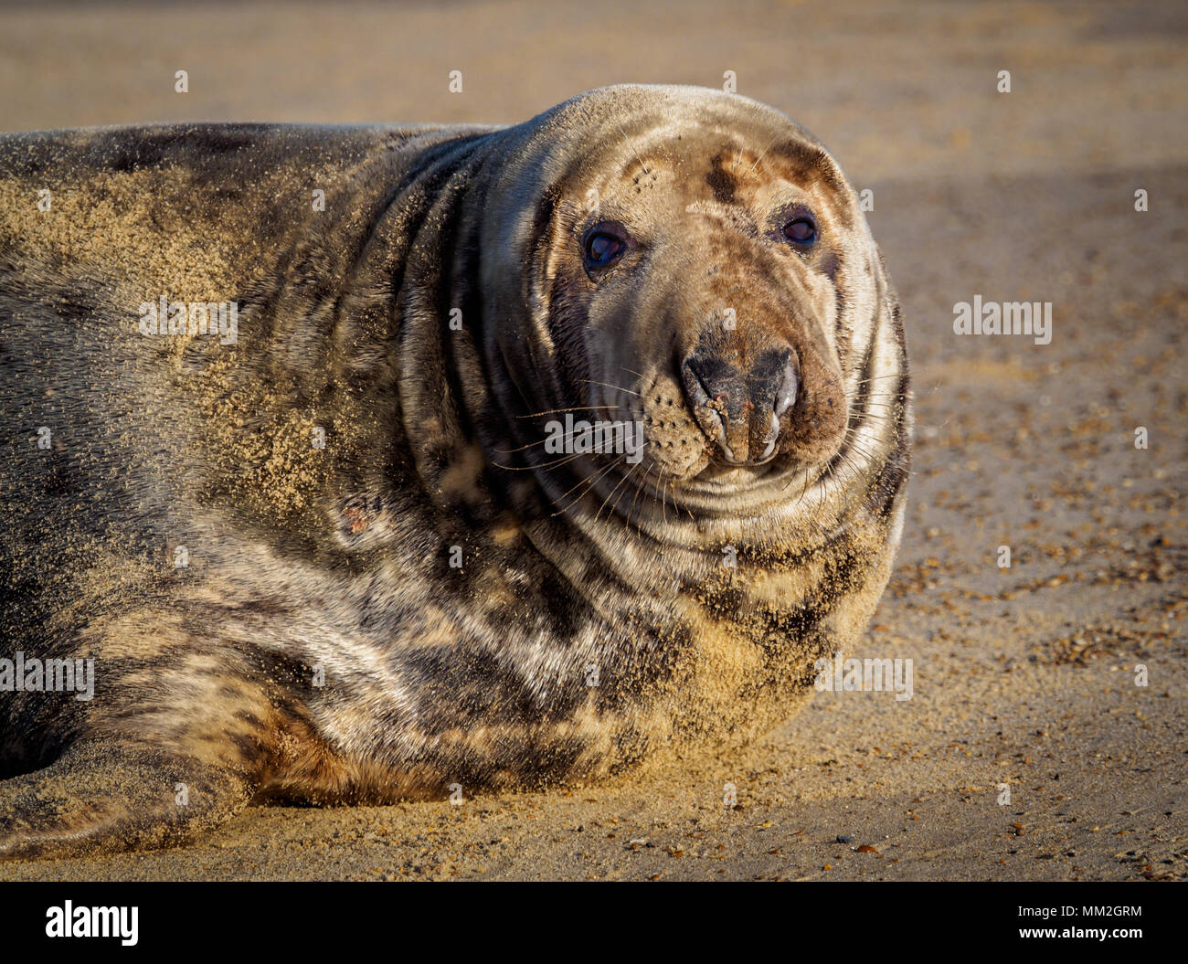 Winterton on sea seals hires stock photography and images Alamy