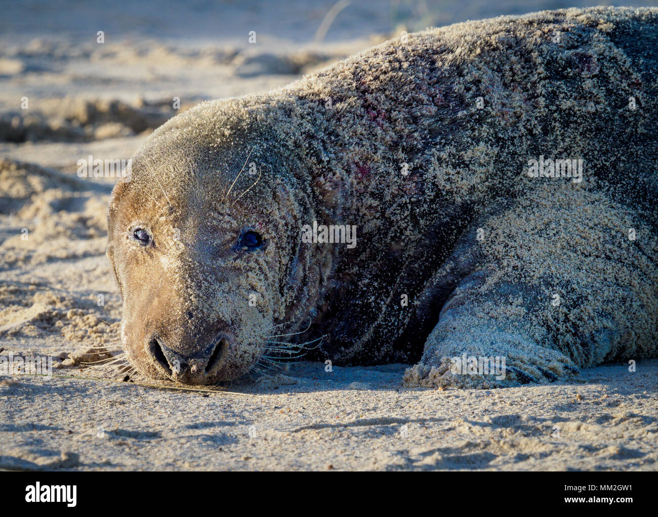 Grey Seal Winterton Beach Norfolk Stock Photo Alamy
