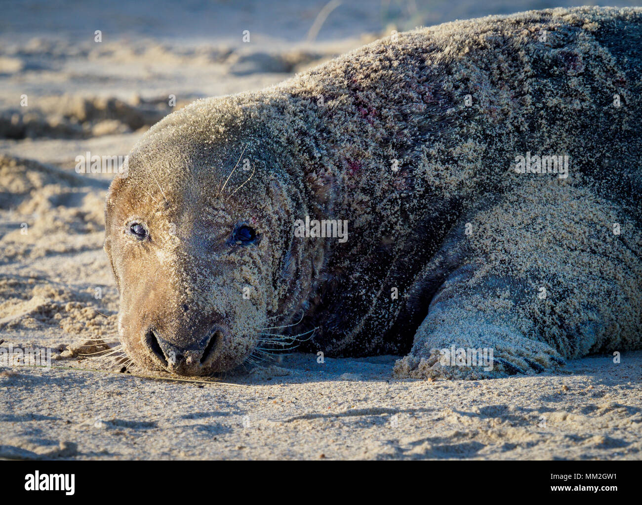Grey Seal Winterton Beach Norfolk Stock Photo