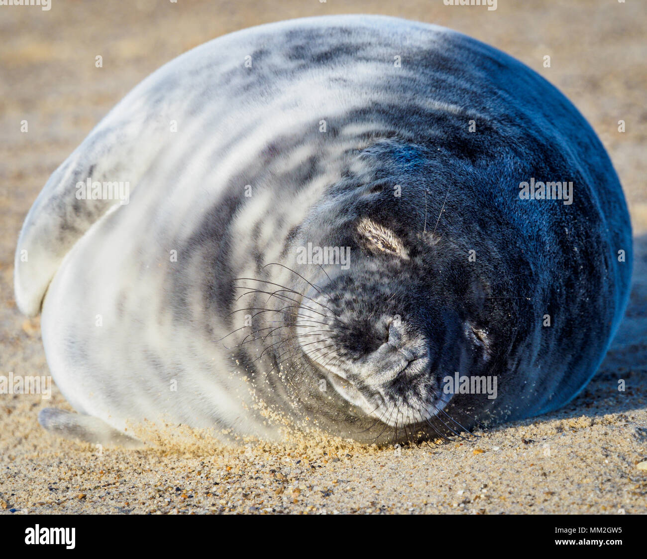 Grey Seal sleeping Winterton Beach Norfolk Stock Photo