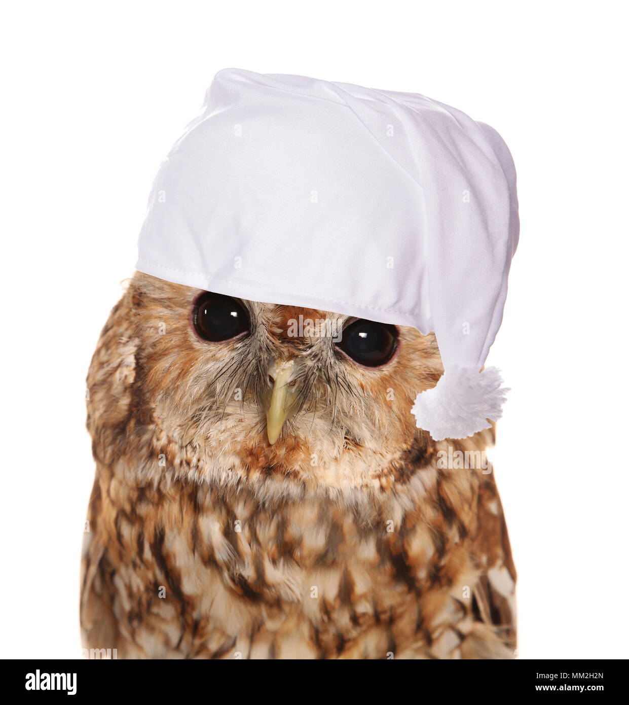 night owl wearing a sleeping hat Stock Photo