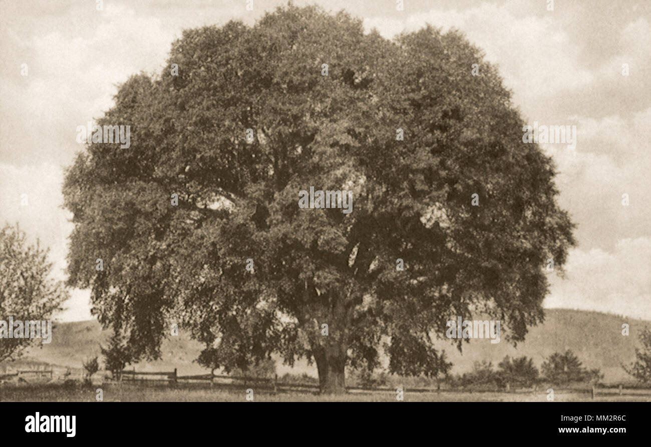The Famous Elm Tree. Canaan. 1910 Stock Photo