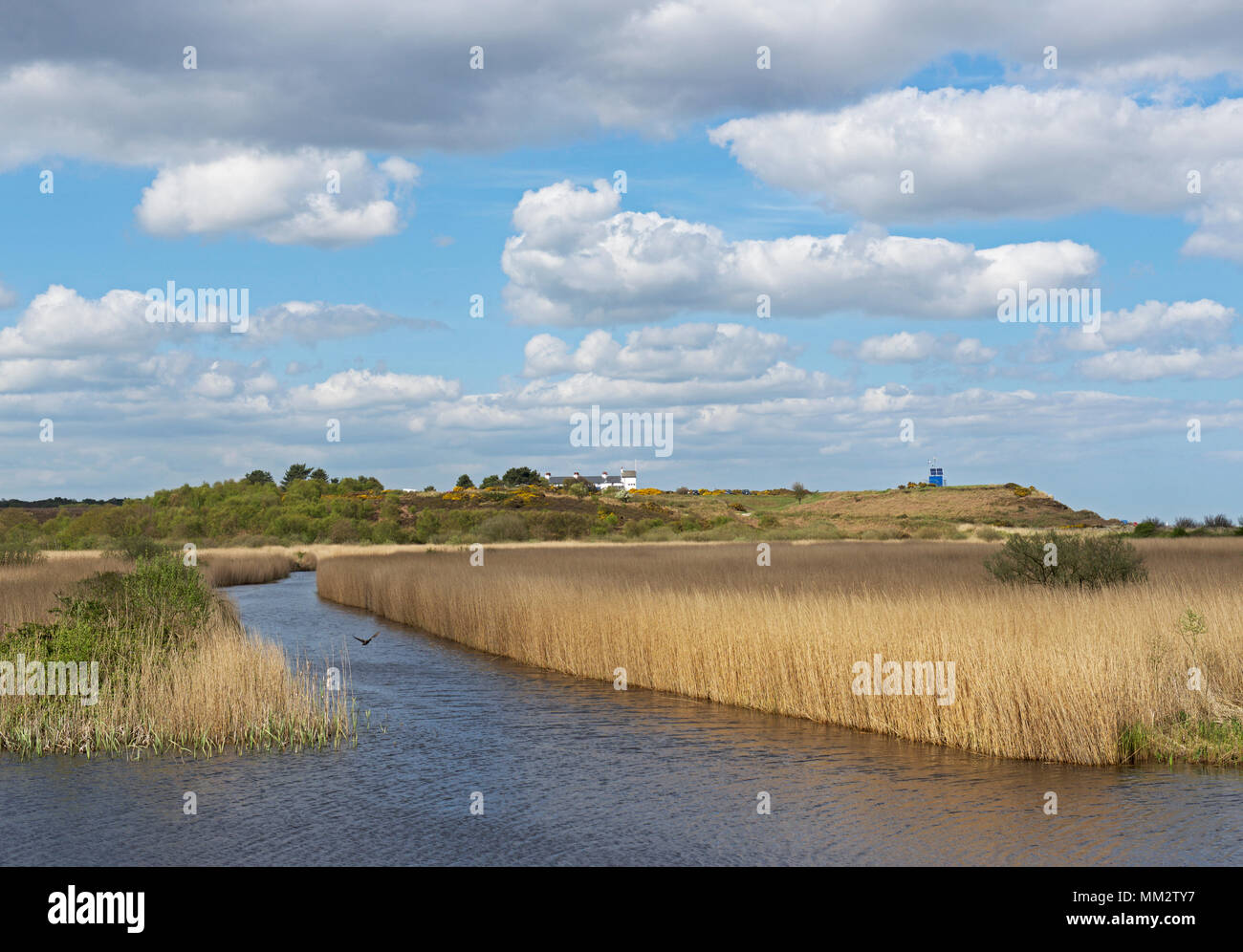 Reedbeds, RSPB nature reserve Minsmere, Suffolk, England UK Stock Photo