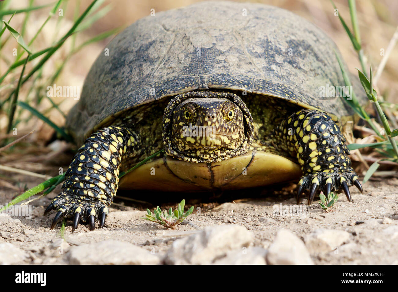 European Pond Turtle (Emys orbicularis) walking, Danube delta, Romania