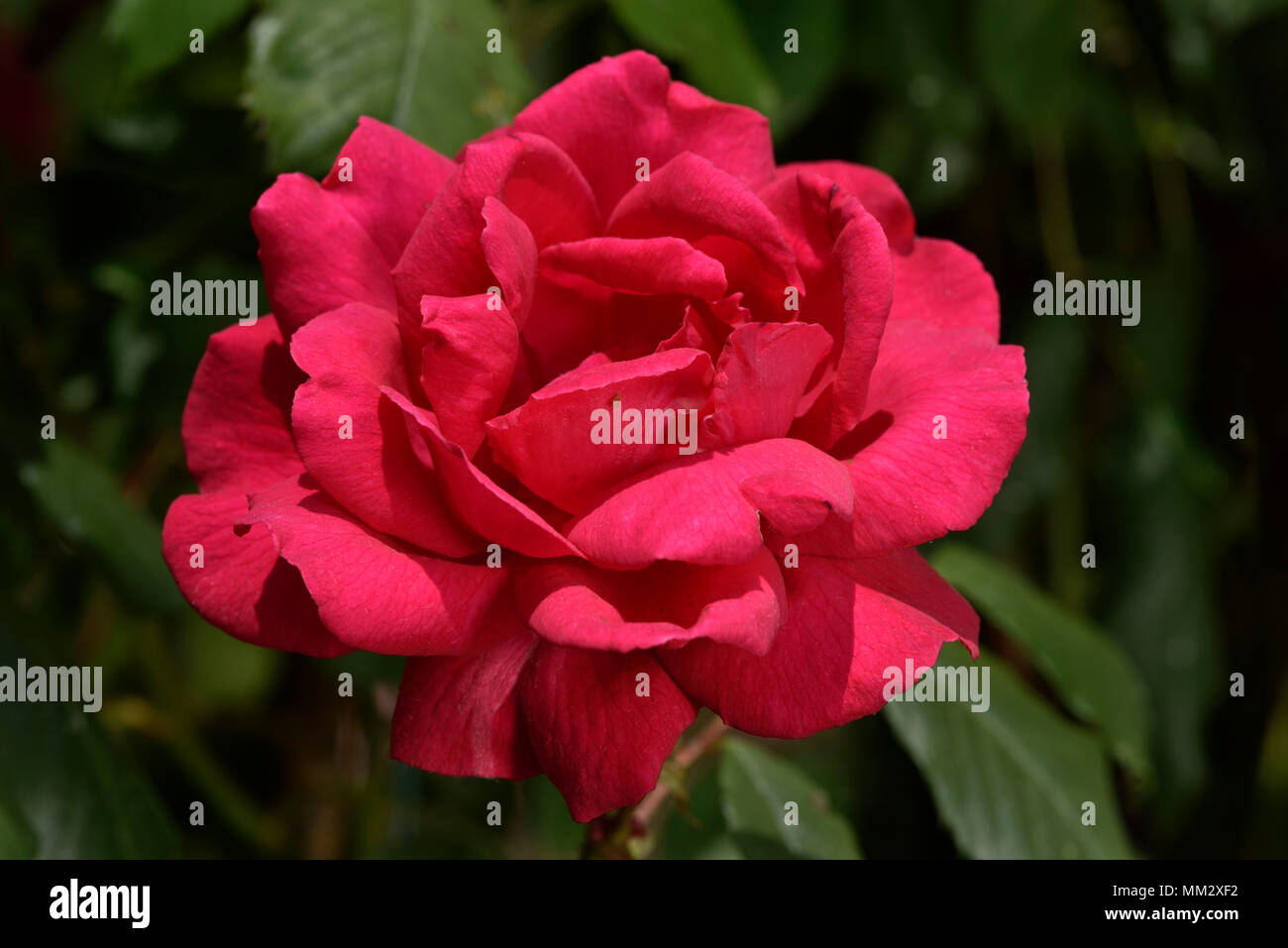Paul's scarlet rose hires stock photography and images Alamy