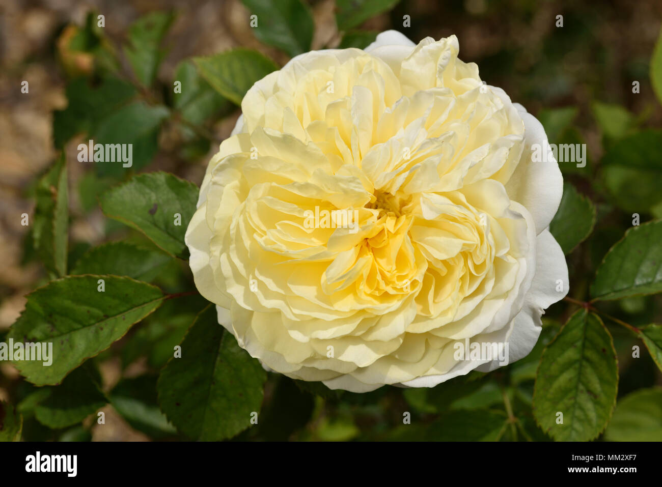 Rose Flower The Pilgrim Breeder David C H Austin 1991 Synonym Auswalker Gartenarchitekt Gunther Schulze Group Modern Roses Bush Roses S Rose Garden Of L Hay Les Roses France Stock Photo Alamy