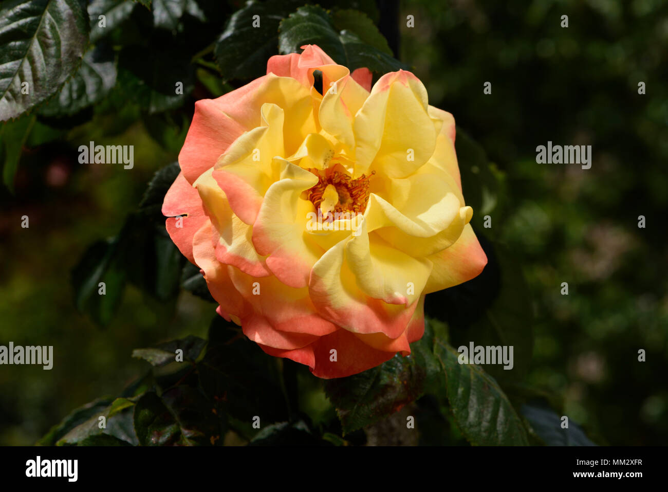 Rose Flower 'Night Light', breeder Niels Dines Poulsen (Denmark), 1982