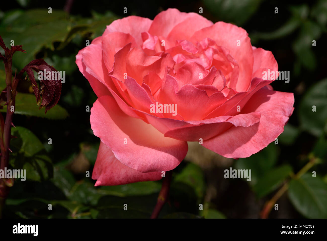 Pink Panther Flower 'Pink Panther', breeder MarieLouise Meilland