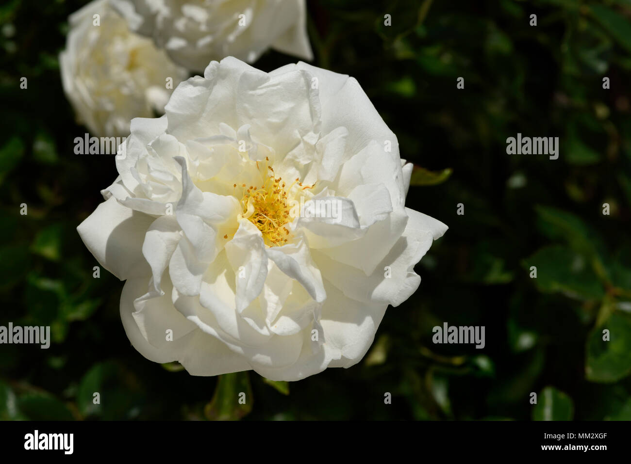 Rose Flower Francois Guillot Breeder Barbier 1905 Relationship Rosa Wichuraiana Madame Laurette Messimy Group Modern Roses Hybrid Roses From Wichurana Hwich Rose Garden Of L Hay Les Roses France Stock Photo Alamy Rose Flower Francois Guillot Breeder Barbier 1905 Relationship Rosa Wichuraiana Madame Laurette Messimy Group Modern Roses Hybrid Roses From Wichurana Hwich Rose Garden Of L Hay Les Roses France Stock Photo Alamy