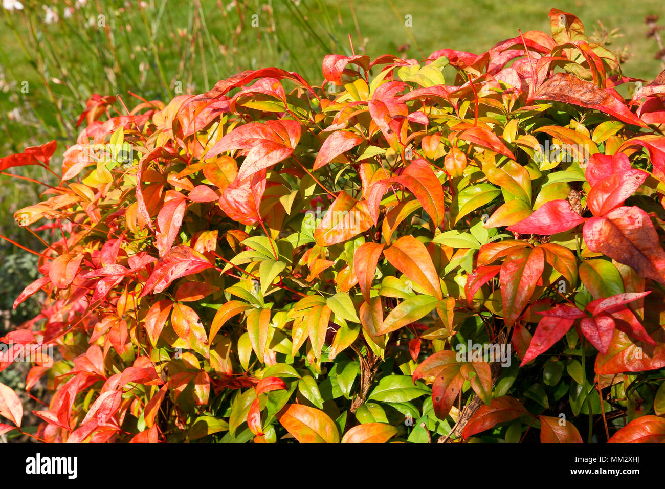 Sacred bamboo (Nandina domestica) 'Power Fire' in summer in a garden ...