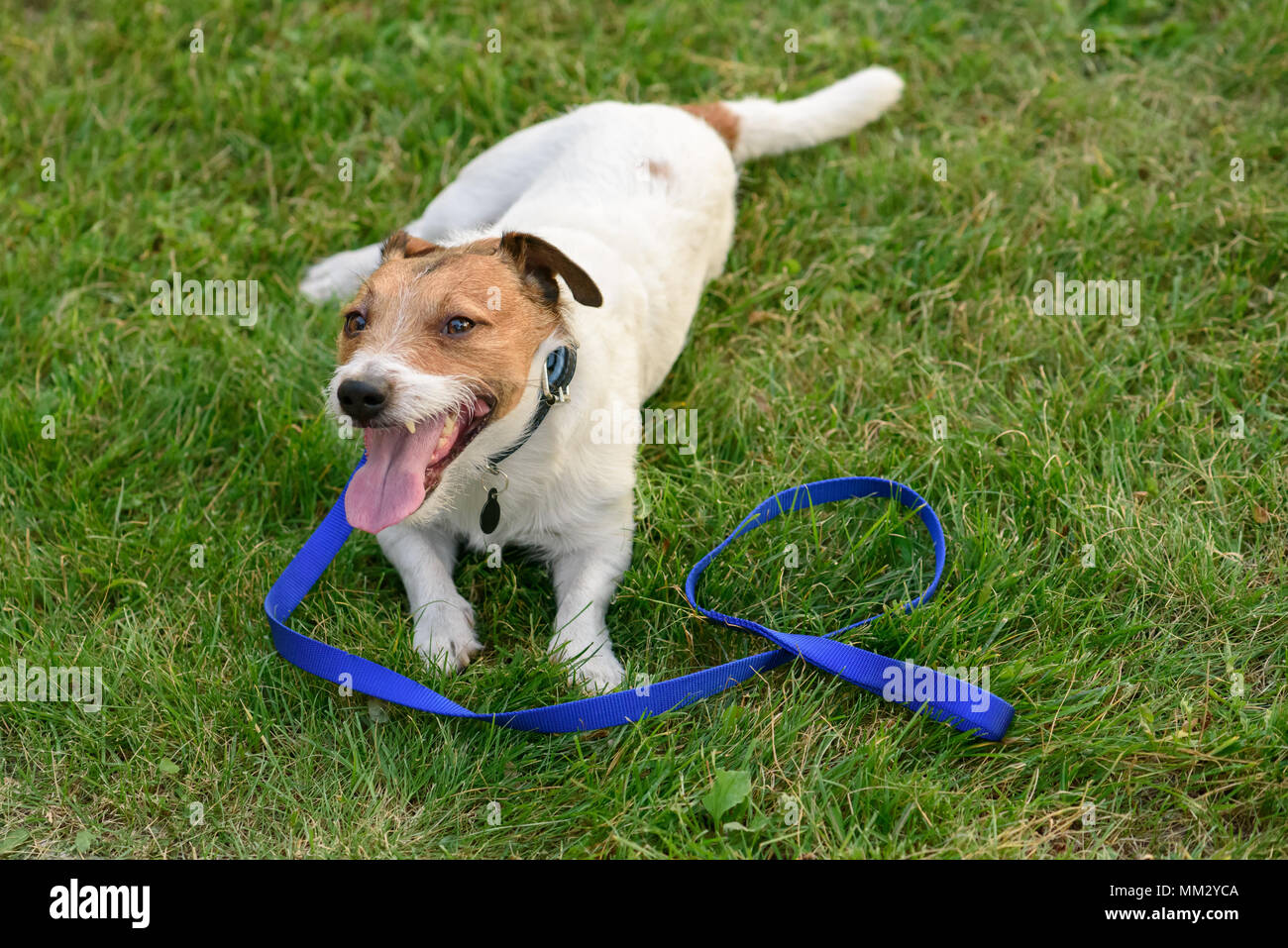 Why Do Dogs Lay Down While Walking