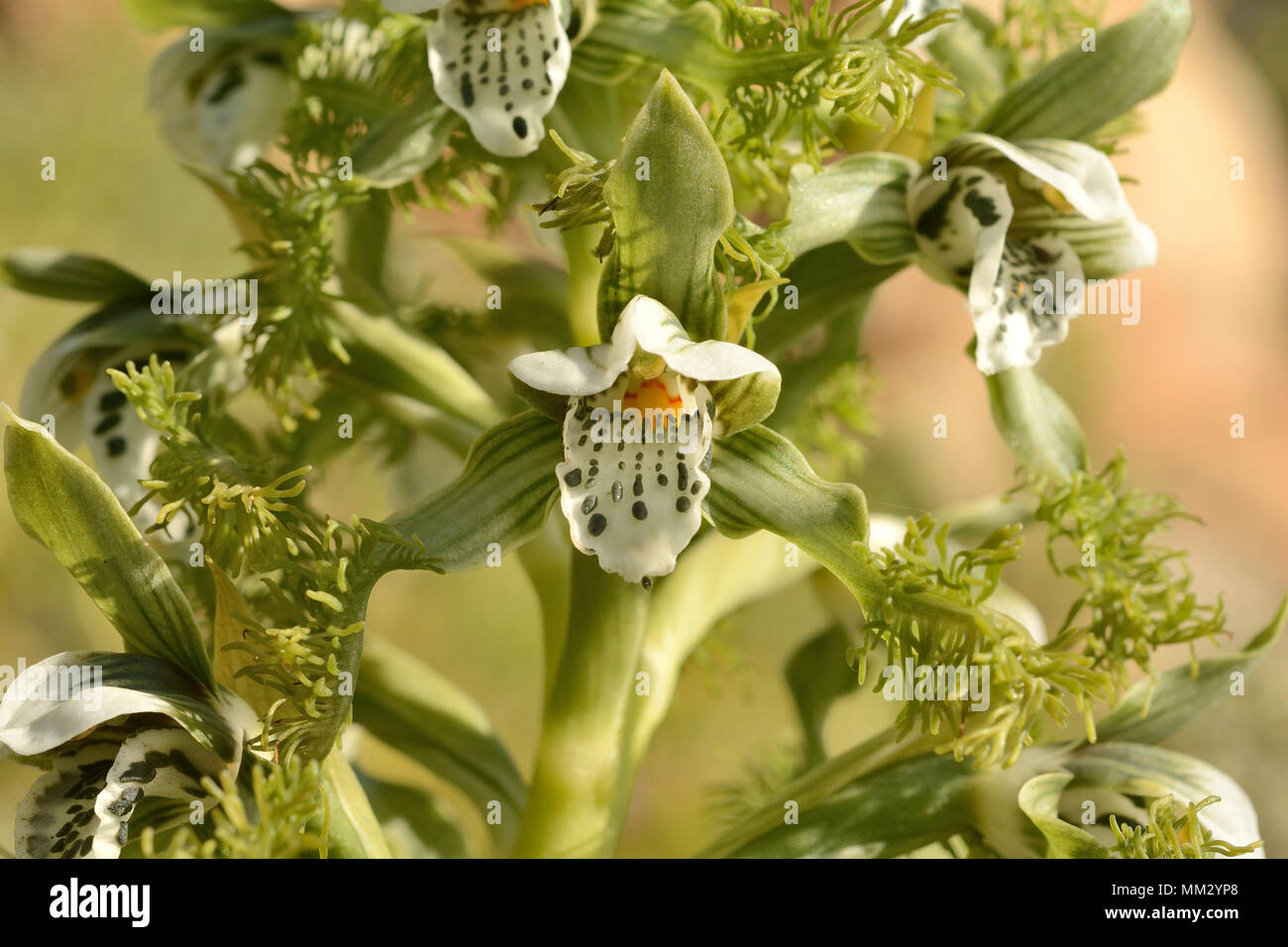 Bipinnula fimbriata, Orchidaceae endemic to Chile, Concon, V Region of Valparaiso, Chile Stock Photo