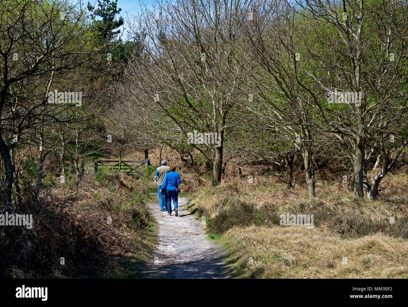 Woodland woods suffolk england hires stock photography and images Alamy