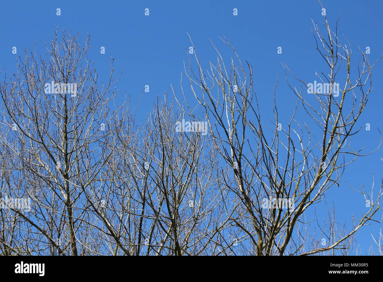 budding tree branches on blue sky background Stock Photo