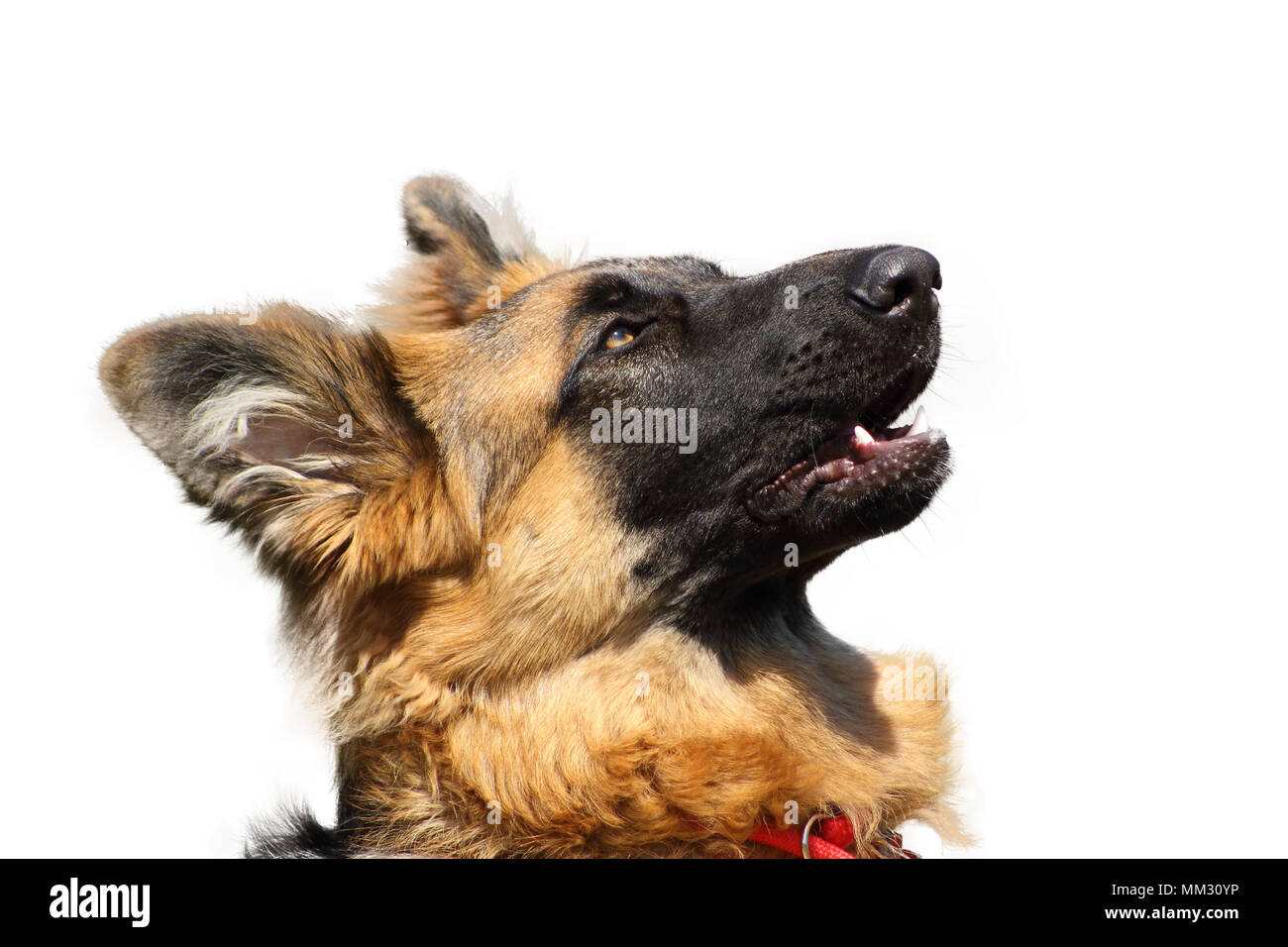 portrait of a German Shepherd barking on a white background Stock Photo