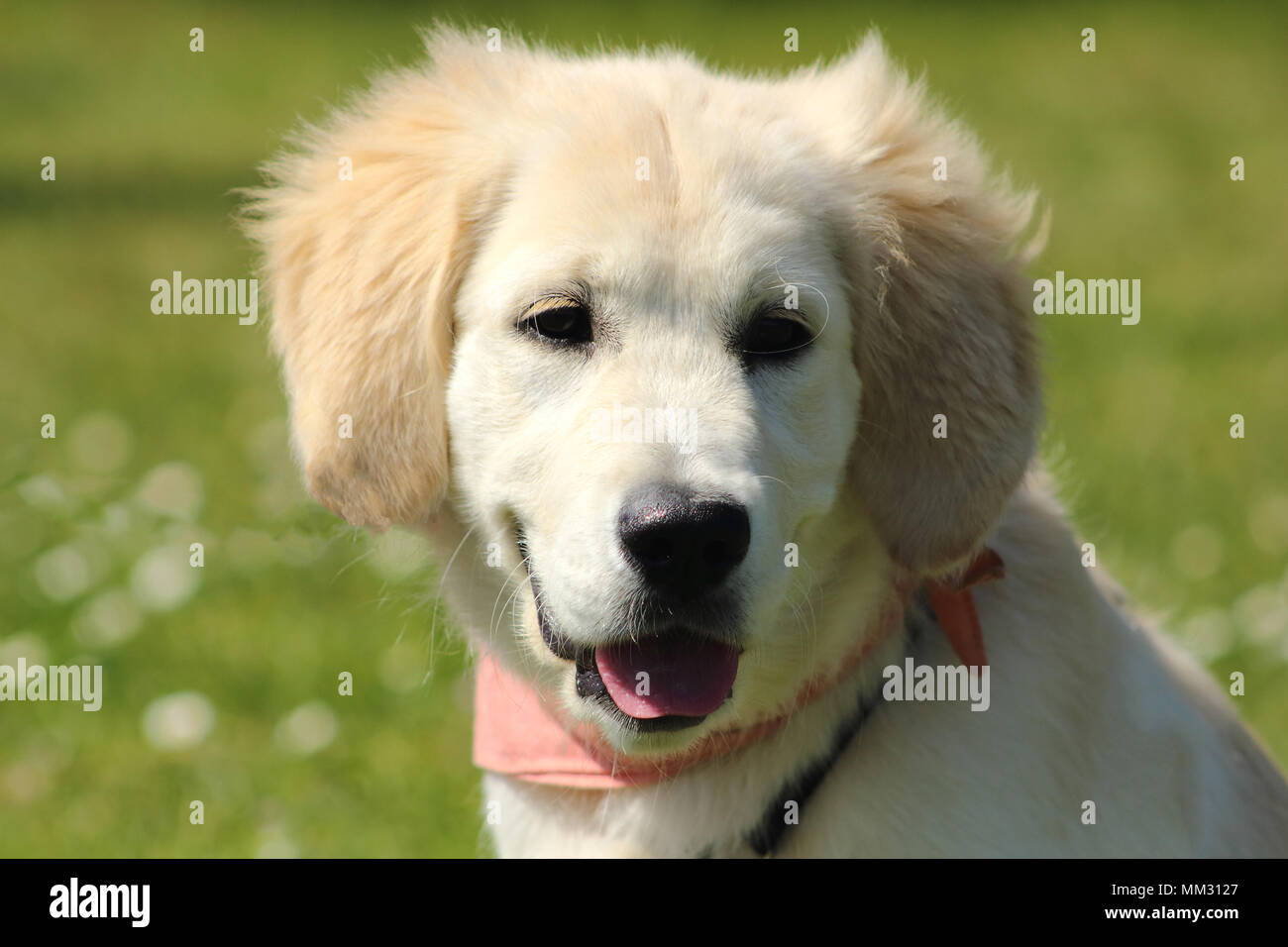 portrait of a golden retriever puppy with pink scarf Stock Photo