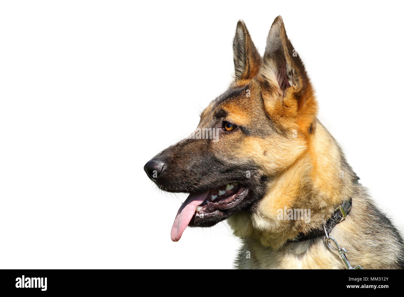 portrait of german shepherd looking attentively and waiting for an order Stock Photo
