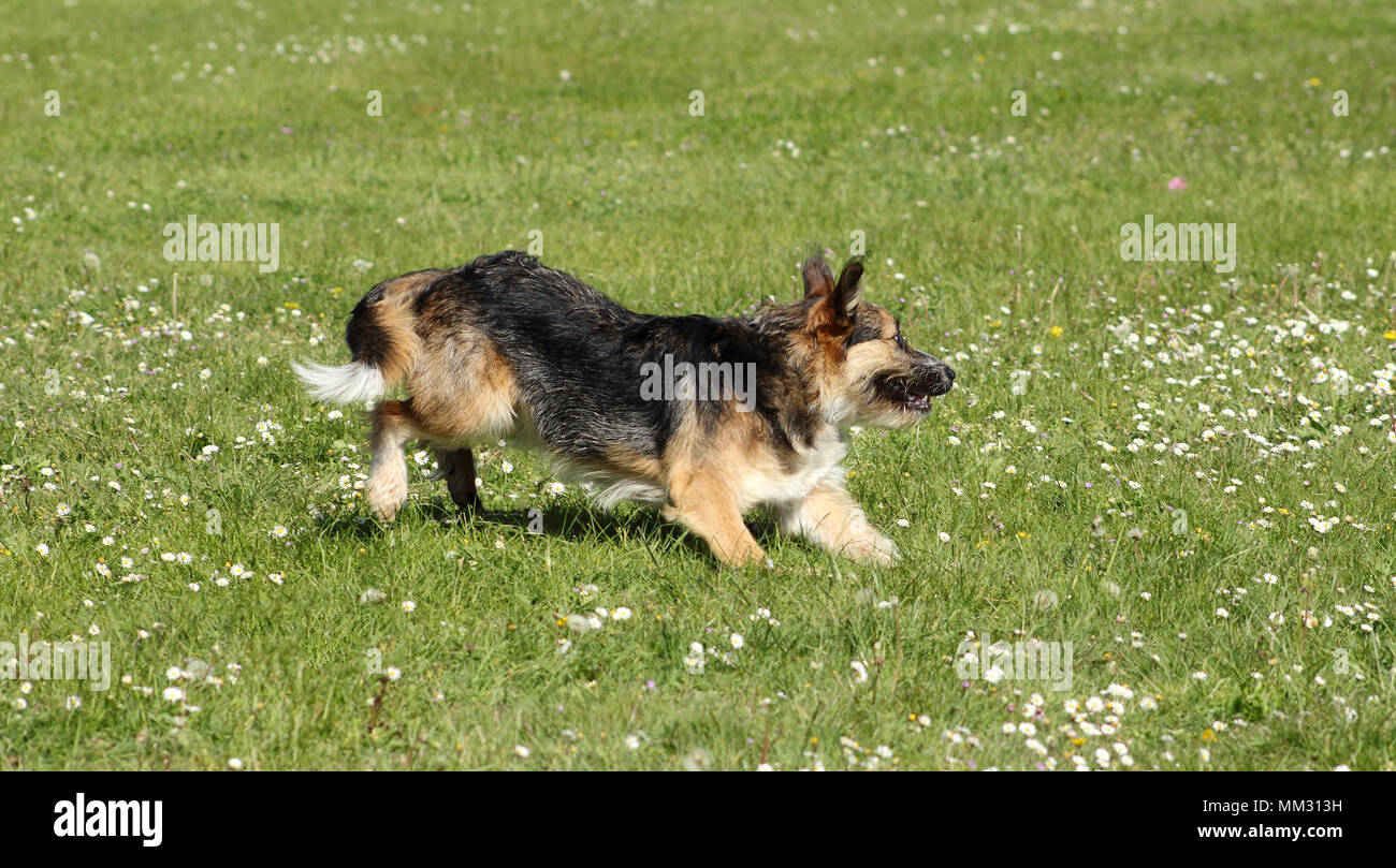 a sheepdog running in green grass with wild flowers Stock Photo