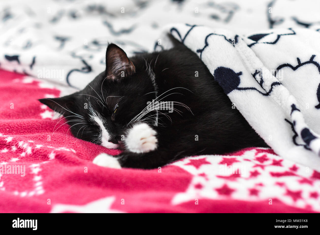 Blackandwhite cat sleeping under the blanket at home Stock Photo Alamy