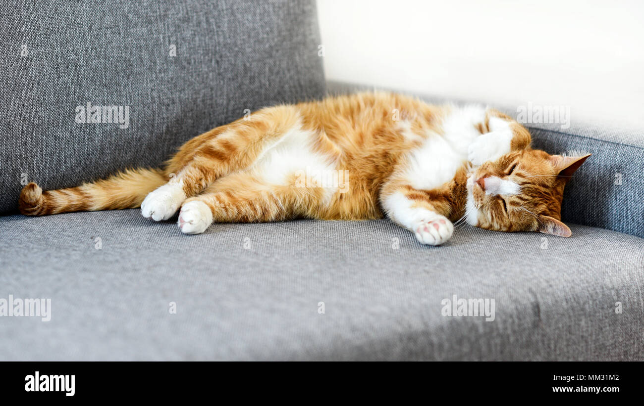 Ginger domestic cat sleeping on the sofa at home. Stock Photo