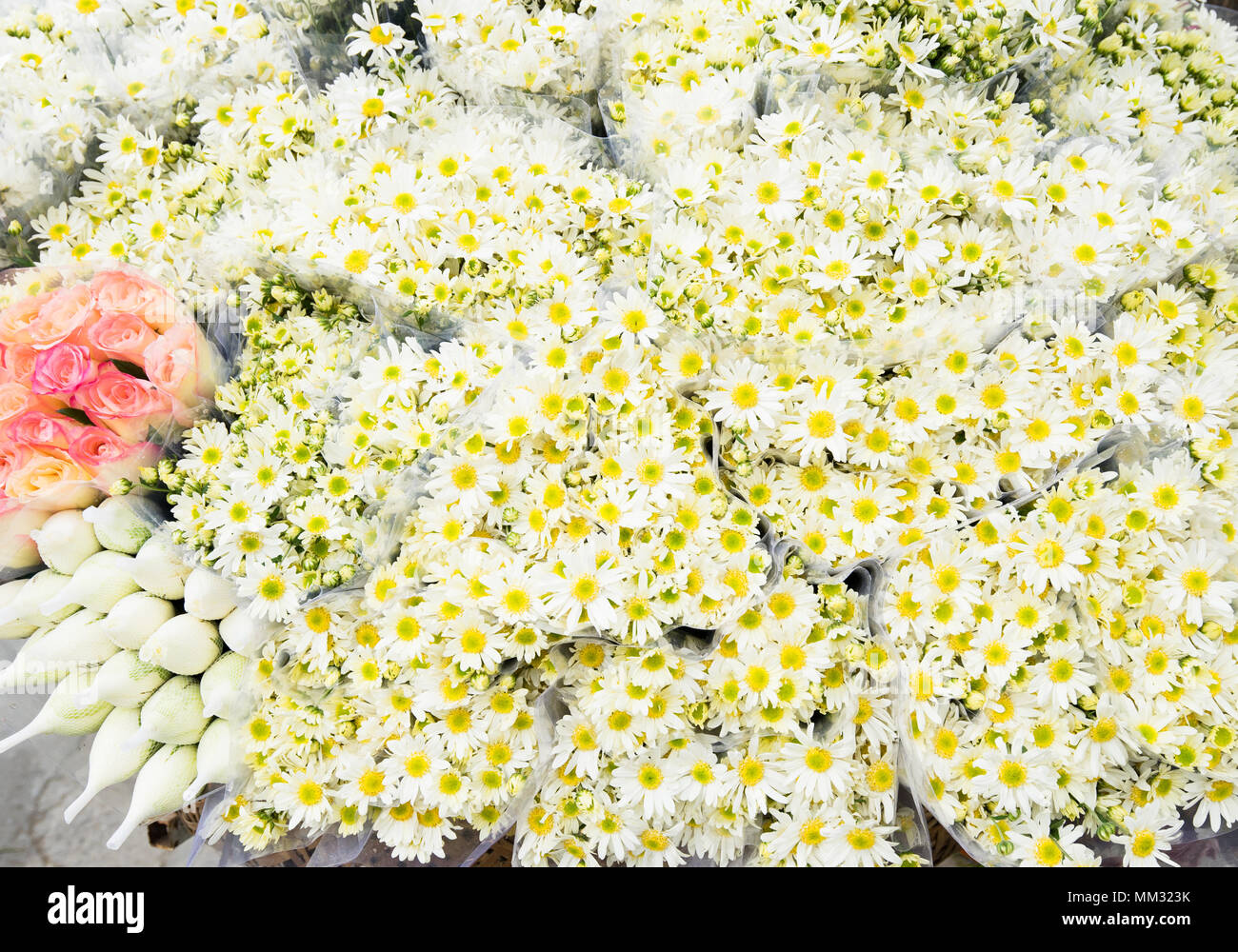 Daisy flower in full bloom Stock Photo
