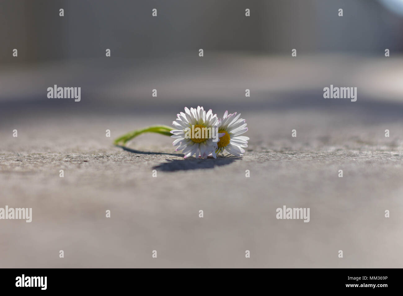Two beautiful isolated white daisy at asphalt road, conceptual image of togetherness and love Stock Photo