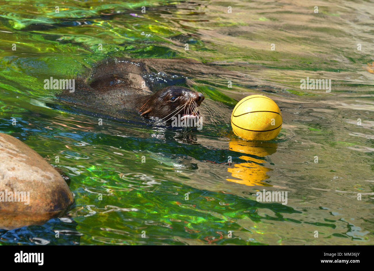 Northern fur seal (Callorhinus ursinus) with ball Stock Photo