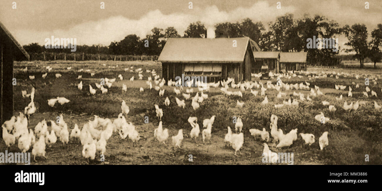 Poultry Farm. Bentonville. 1948 Stock Photo