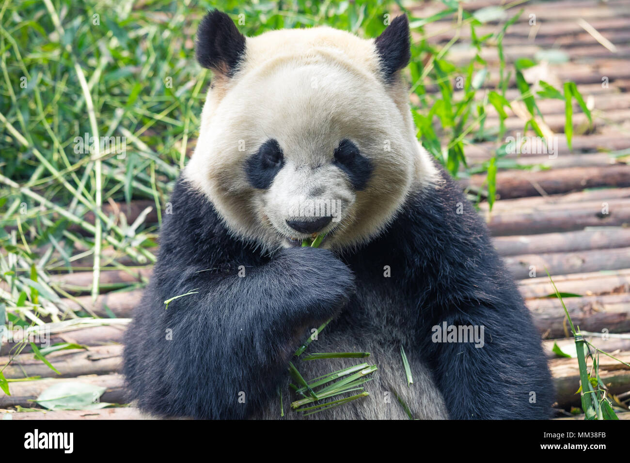 Portrait of a giant panda eating bamboo . . Stock Photo