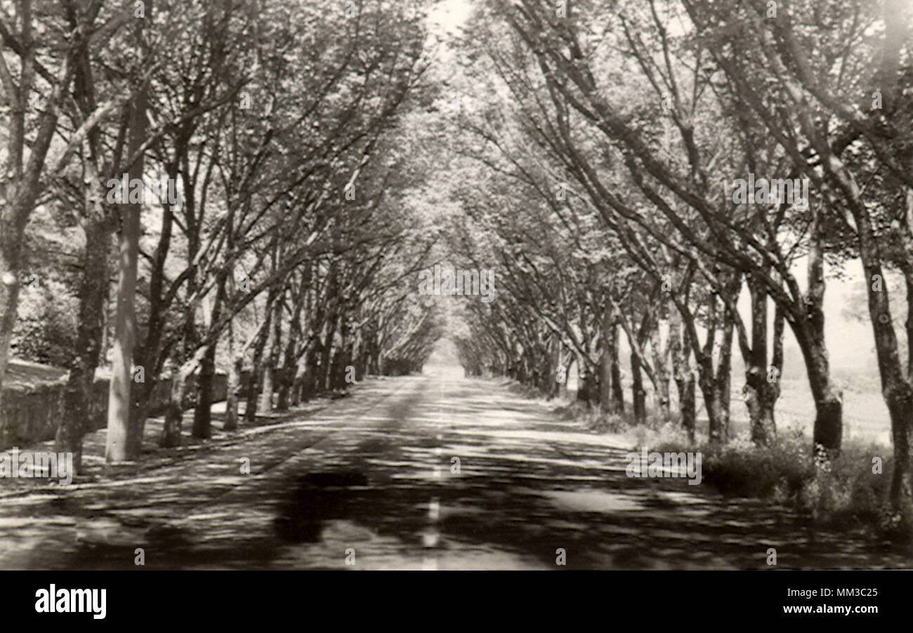 Tree Tunnel. Saint Helena. 1920 Stock Photo