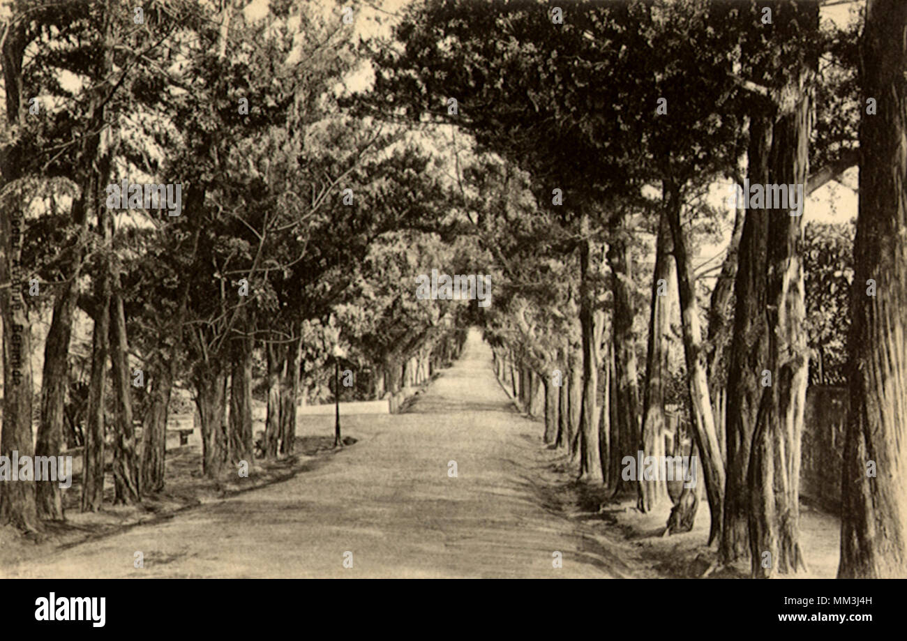 Cedar Avenue. Bermuda. 1930 Stock Photo
