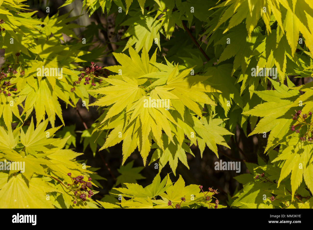 Acer tree shirasawanum jordan, a yellow leaved tree grown for it's bright coloured foliage Stock Photo