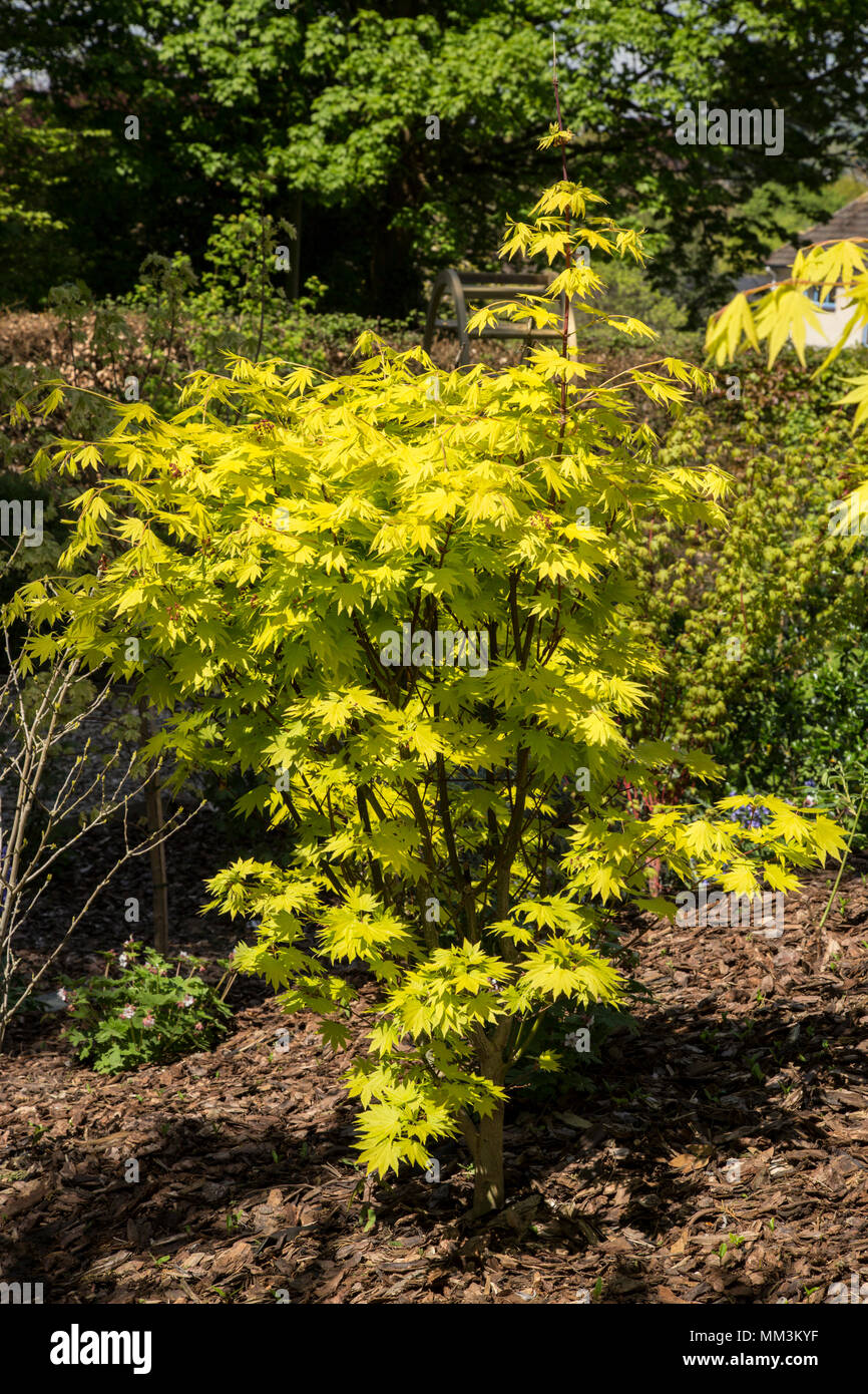 Til ære for daytime Mob Acer tree shirasawanum jordan, a yellow leaved tree grown for it's bright  coloured foliage Stock Photo - Alamy