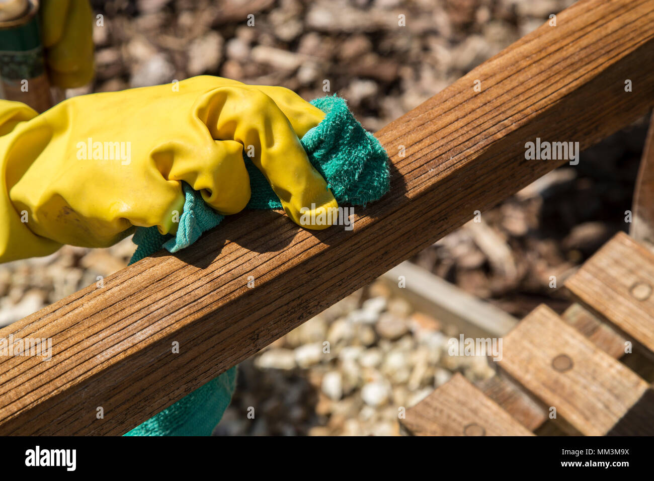 Applying teak oil as a preservative to a teak garden bench, using rubber  gloves and a cloth Stock Photo - Alamy